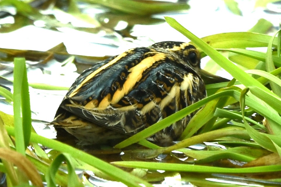 Jack Snipe - ML308024601