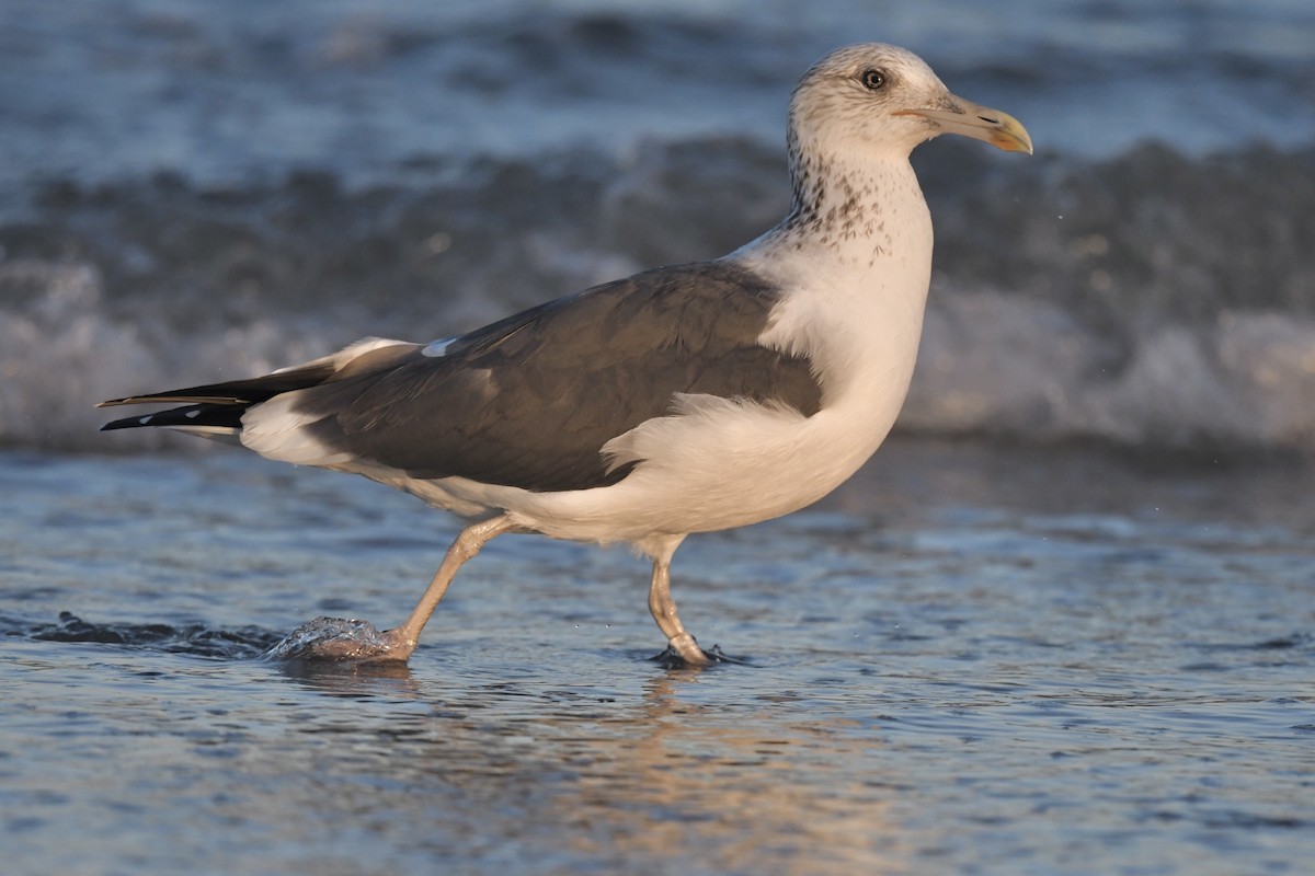 Lesser Black-backed Gull (Heuglin's) - ML308024611