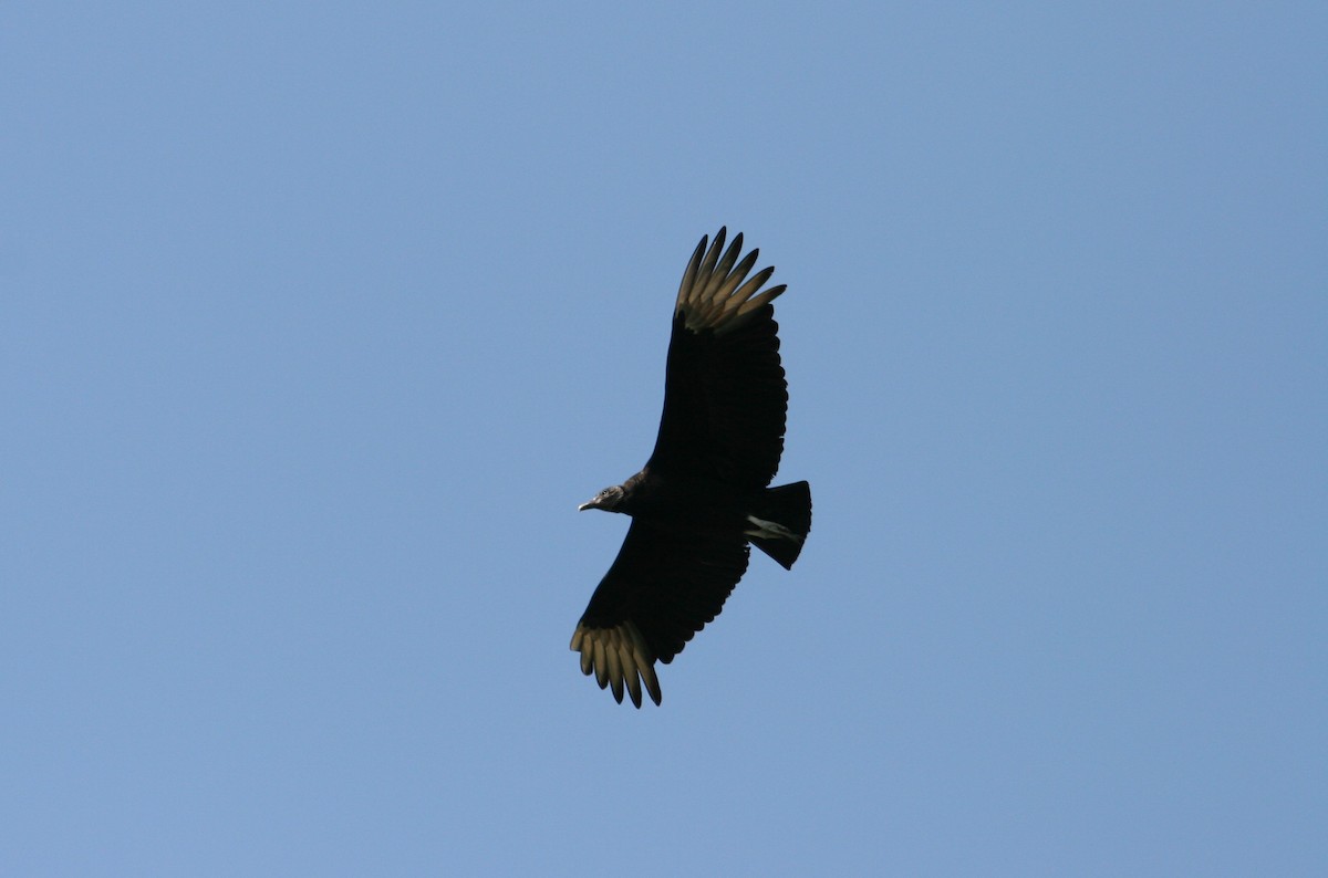 Black Vulture - ML308025541