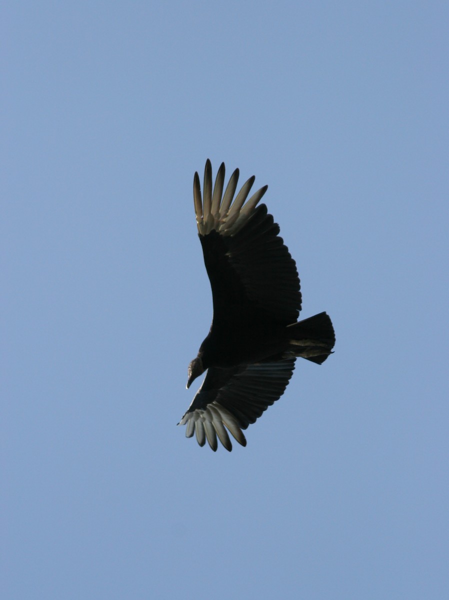 Black Vulture - ML308025571