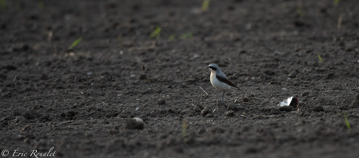 Northern Wheatear (Eurasian) - ML308027891