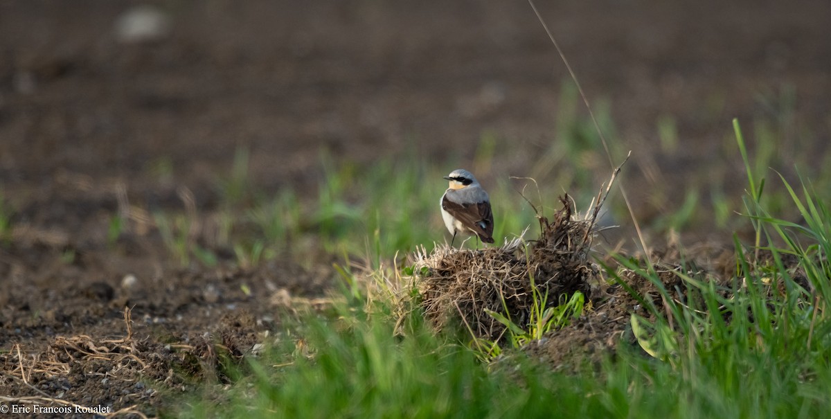 Northern Wheatear (Eurasian) - ML308027901