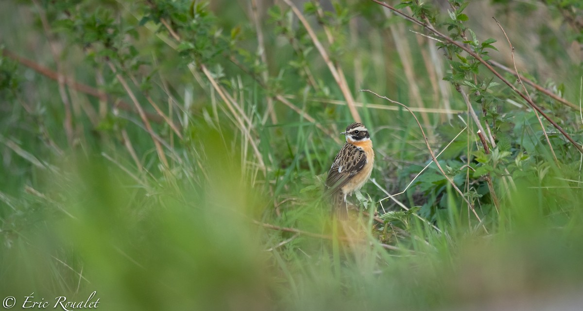 Whinchat - ML308029361