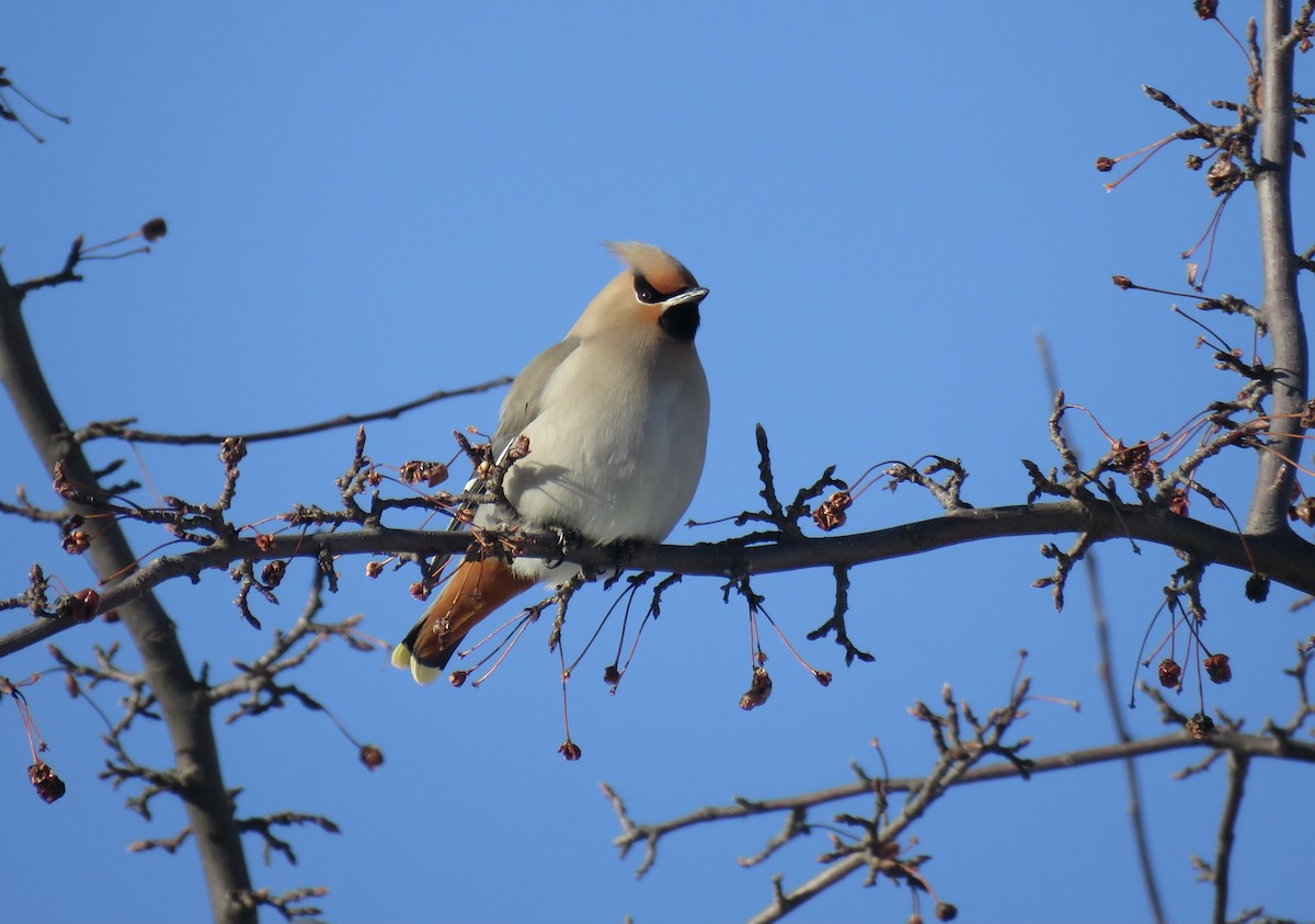 Bohemian Waxwing - Theodore Djaferis