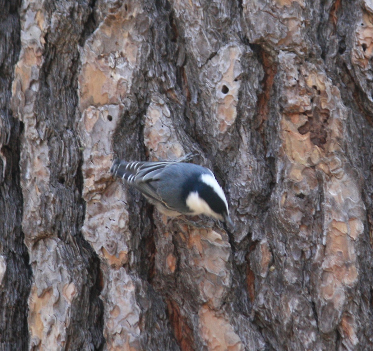 White-breasted Nuthatch - Anonymous