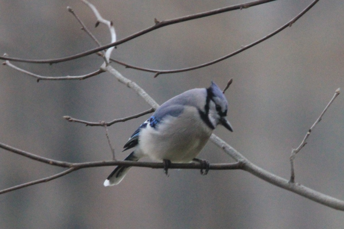 Blue Jay - ML308034851