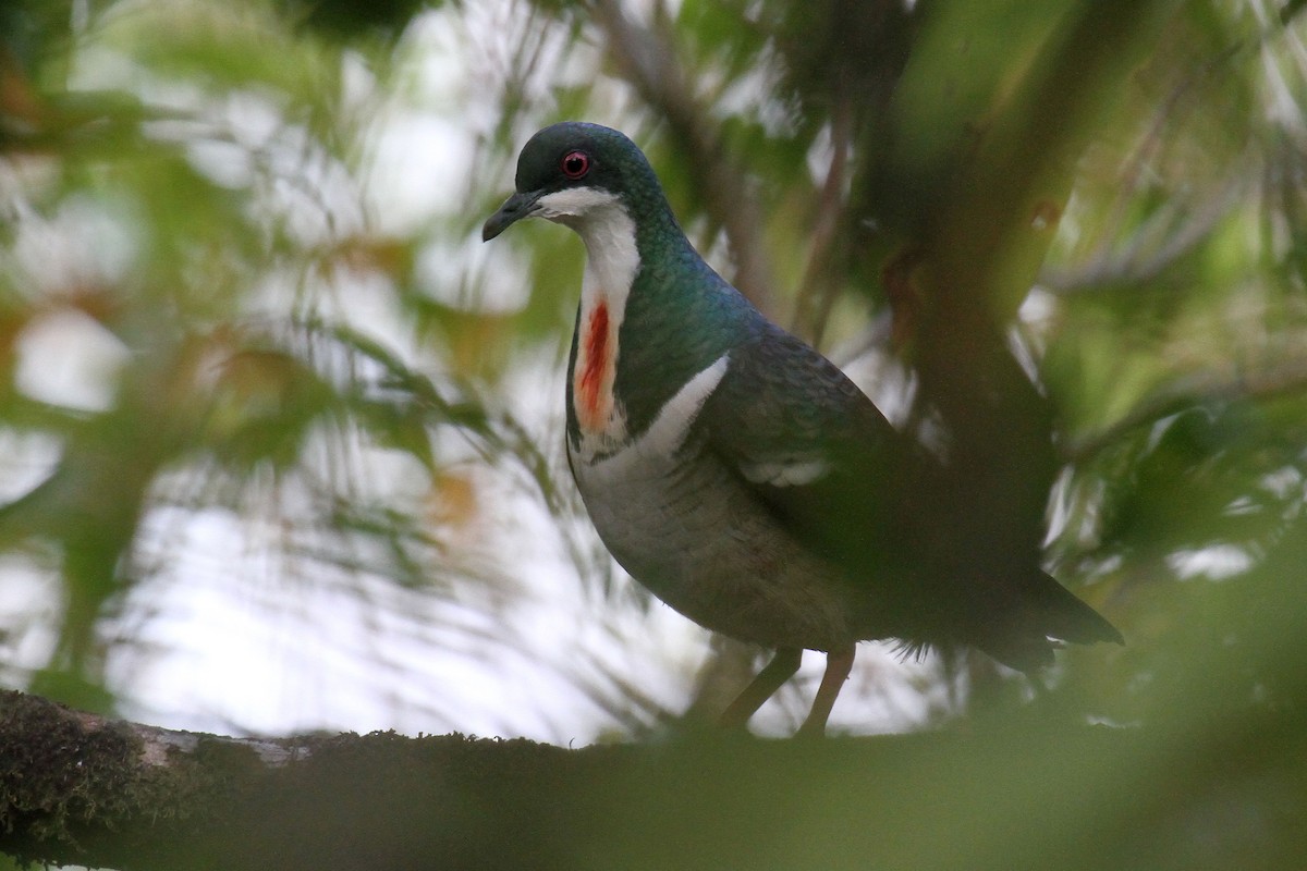 Negros Bleeding-heart - ML308036341