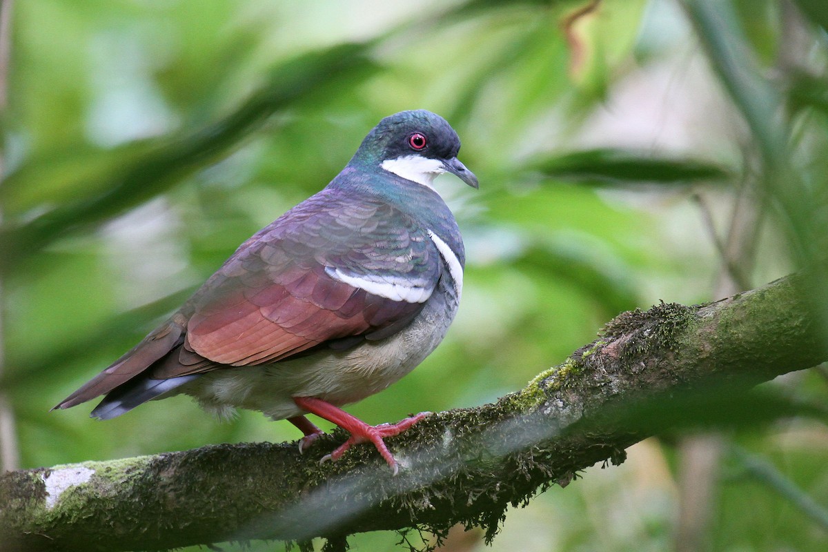 Negros Bleeding-heart - ML308036351