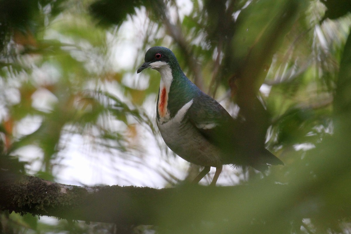 Negros Bleeding-heart - ML308036371