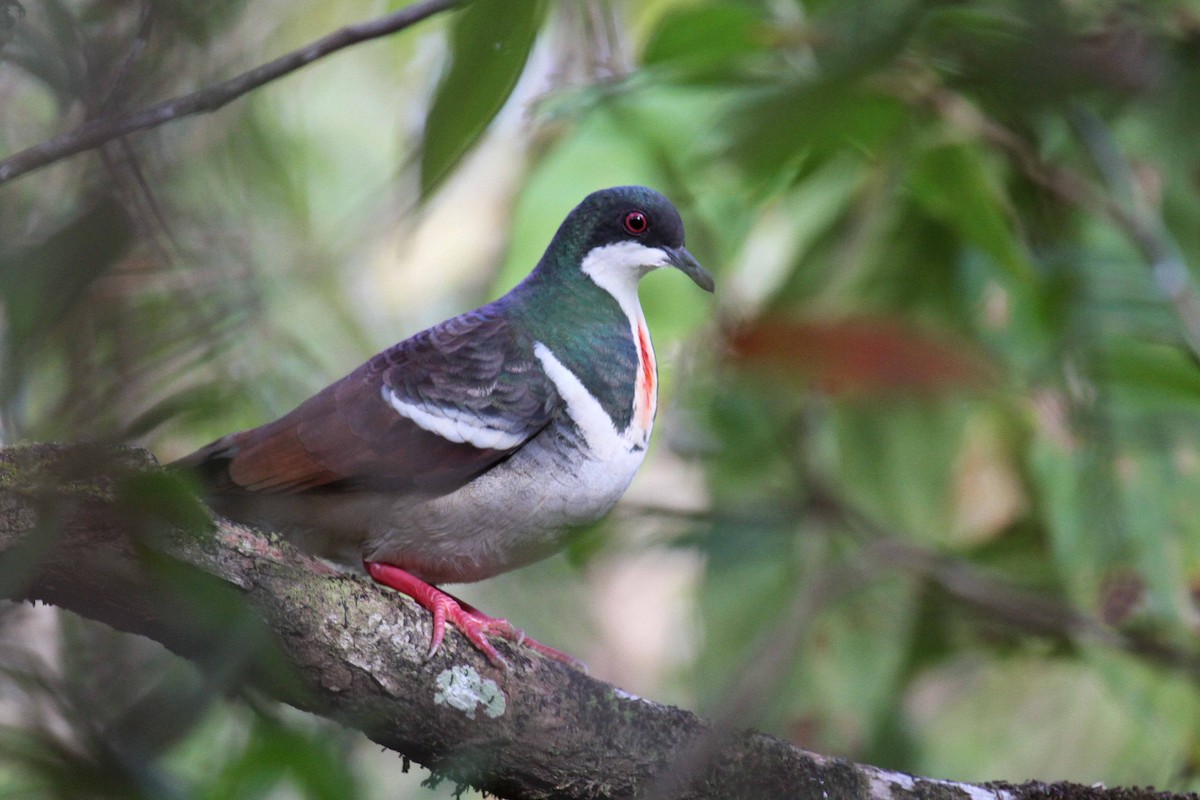 Negros Bleeding-heart - ML308036401