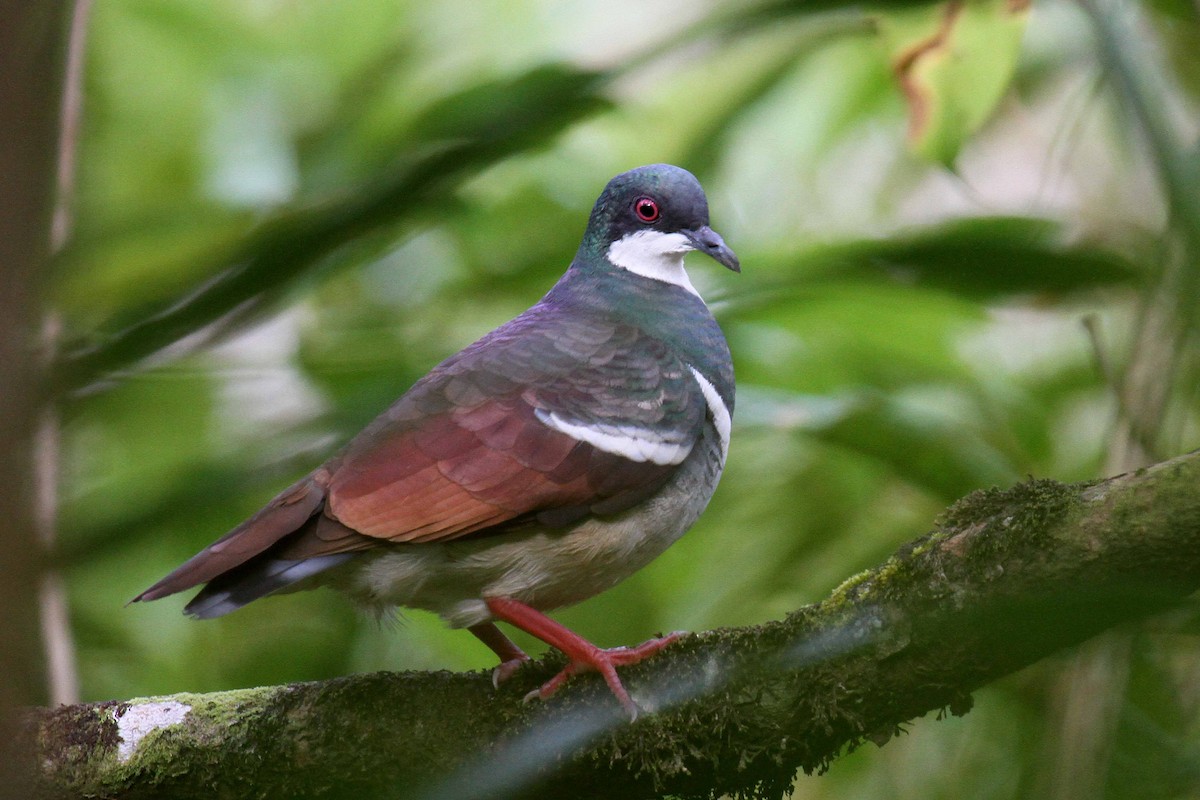 Negros Bleeding-heart - ML308036411