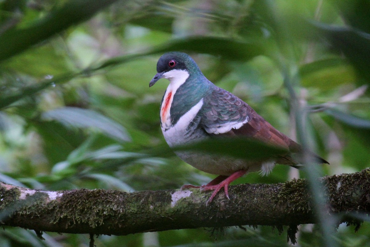 Negros Bleeding-heart - ML308036441