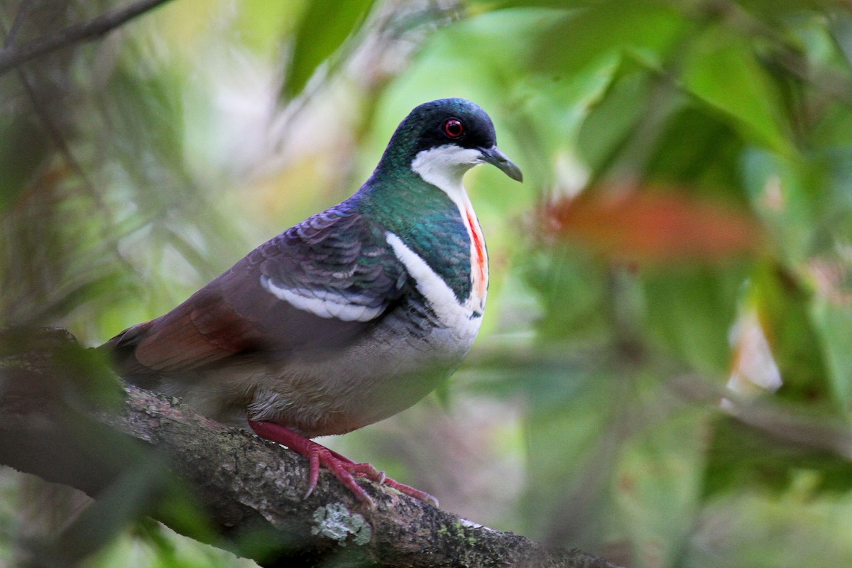 Negros Bleeding-heart - ML308036601