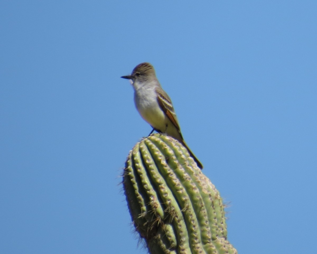 Ash-throated Flycatcher - ML308036711