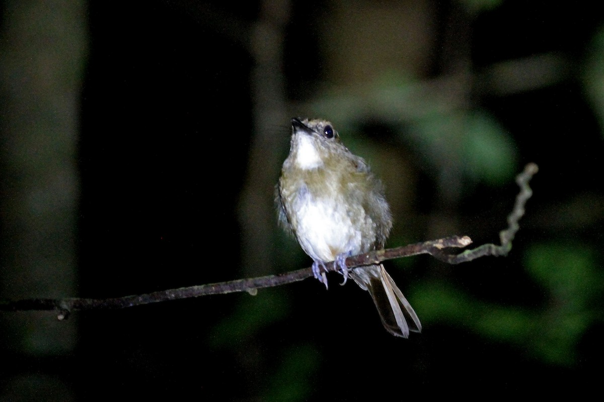 Negros Jungle Flycatcher - ML308036721