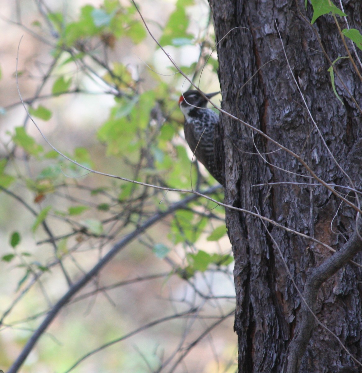 Arizona Woodpecker - Anonymous