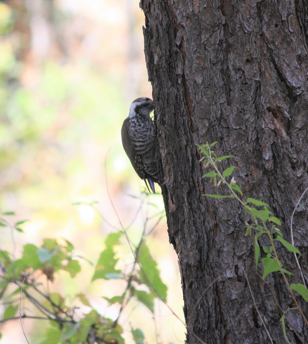 Arizona Woodpecker - ML308038531