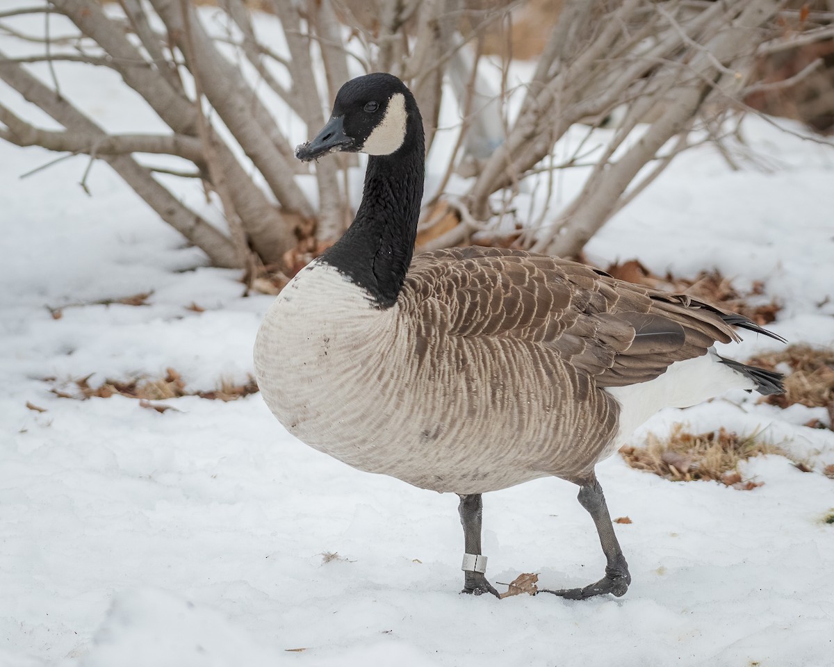 Canada Goose - ML308039791