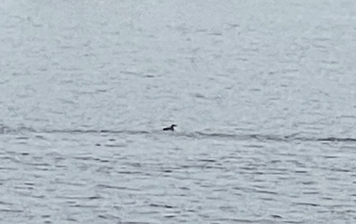 Ruddy Duck - ML308040741