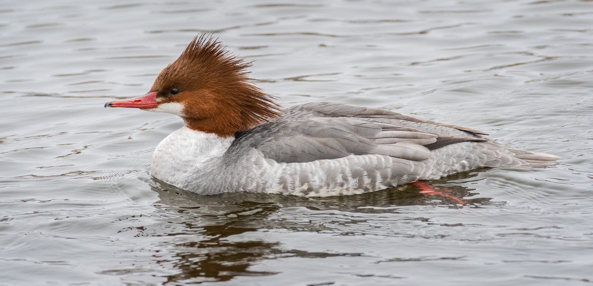 Common Merganser - ML308040861