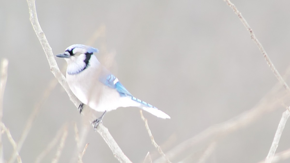 Blue Jay - ML308041261