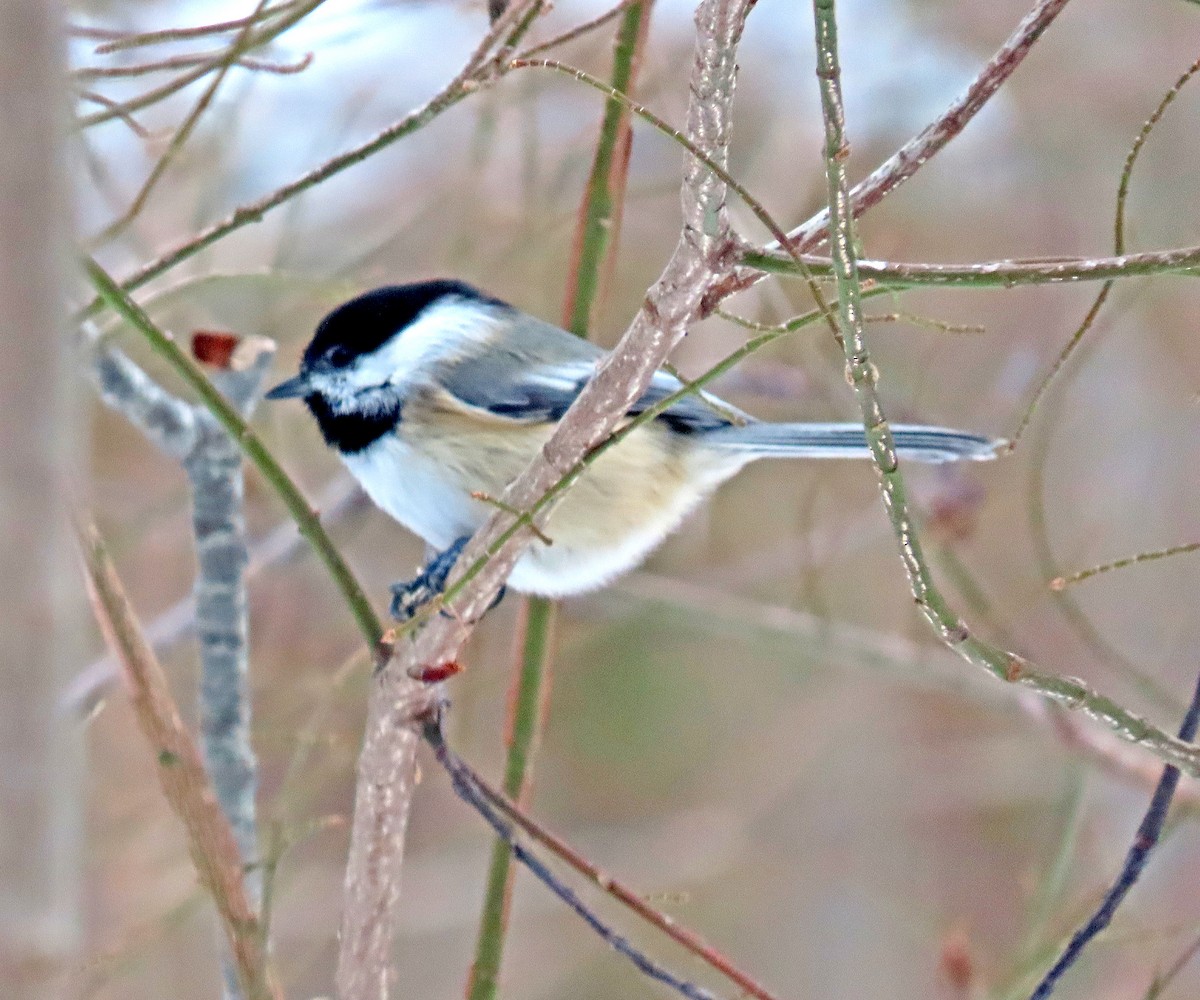 Black-capped Chickadee - Shilo McDonald