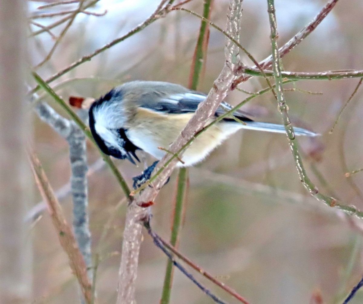 Black-capped Chickadee - Shilo McDonald