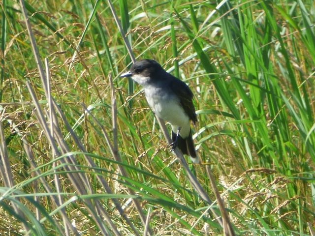 Eastern Kingbird - ML30804281