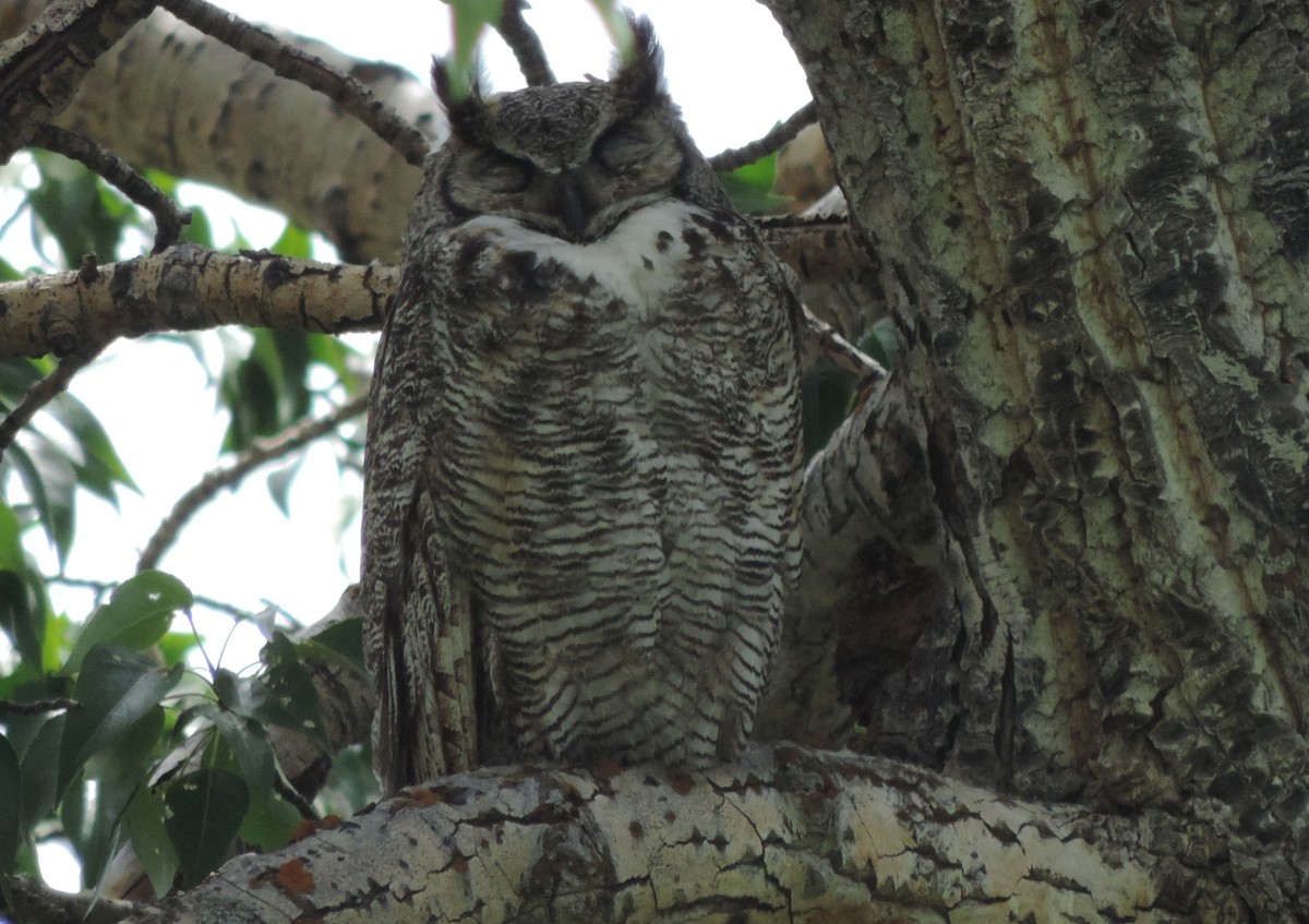 Great Horned Owl - Steve Aram