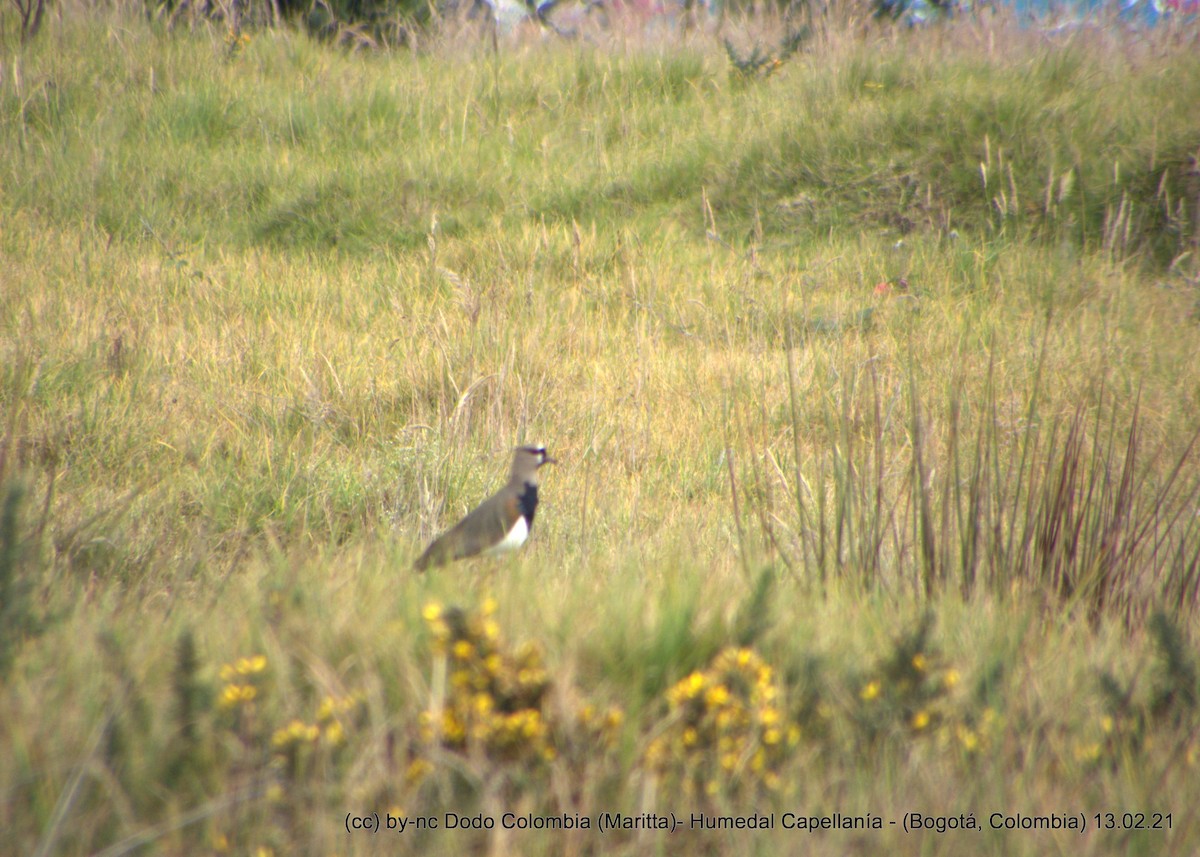 Southern Lapwing - Maritta (Dodo Colombia)
