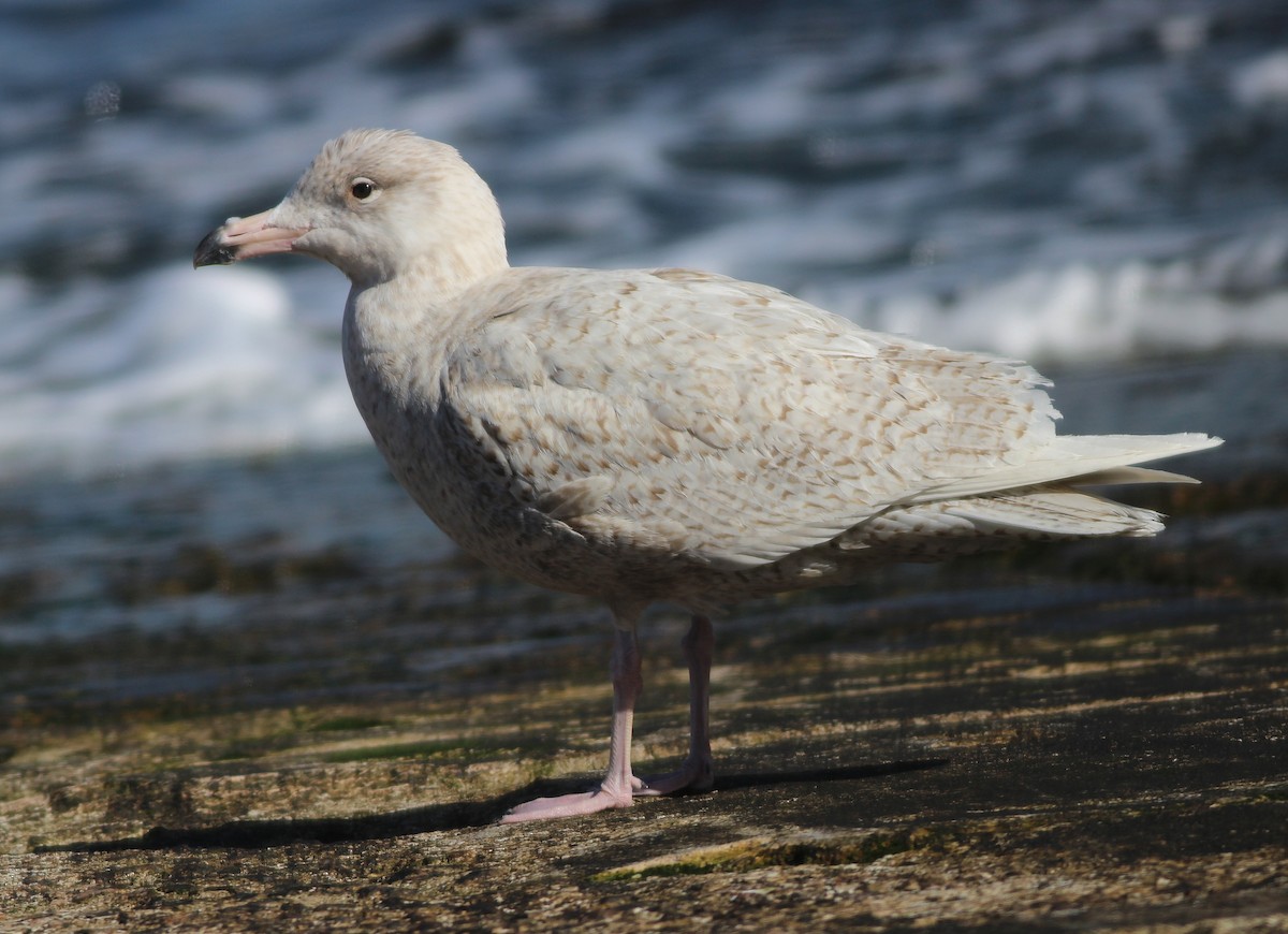 Glaucous Gull - Georg Schreier Birdwatching Algarve