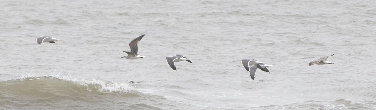 Lesser Black-backed Gull - ML308047511