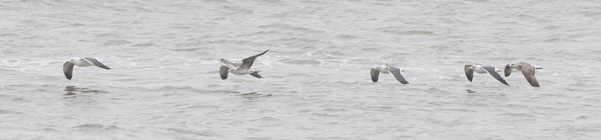 Lesser Black-backed Gull - ML308047521