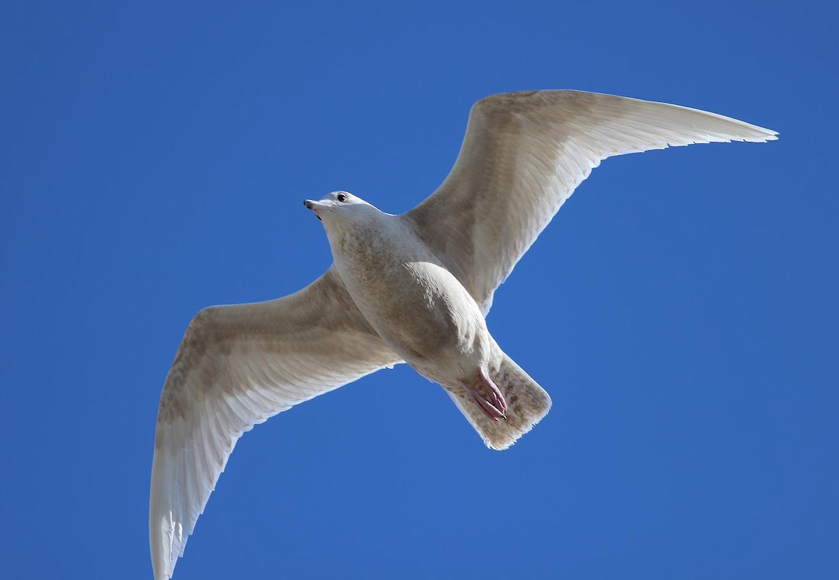 Glaucous Gull - Georg Schreier Birdwatching Algarve