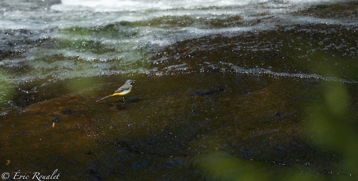 Gray Wagtail - ML308048311