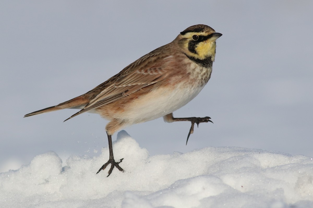 Horned Lark - Brendan Fogarty