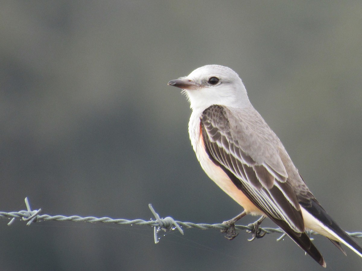 Scissor-tailed Flycatcher - Jennifer Rickey