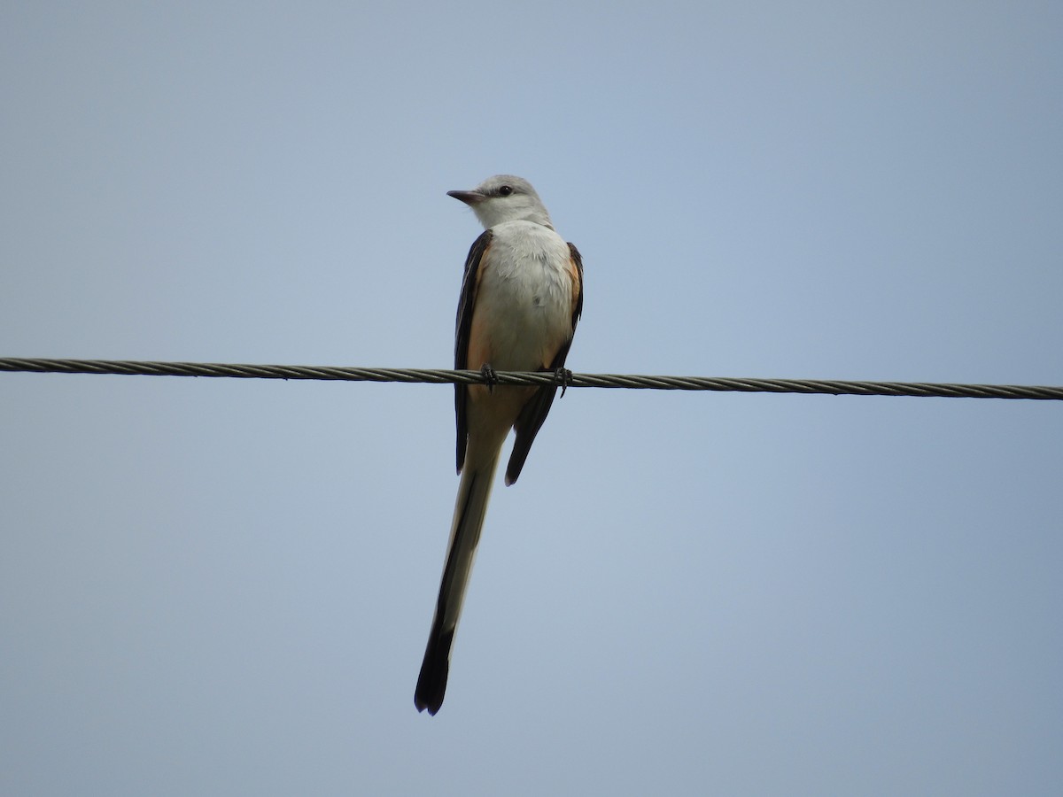 Scissor-tailed Flycatcher - ML308049681