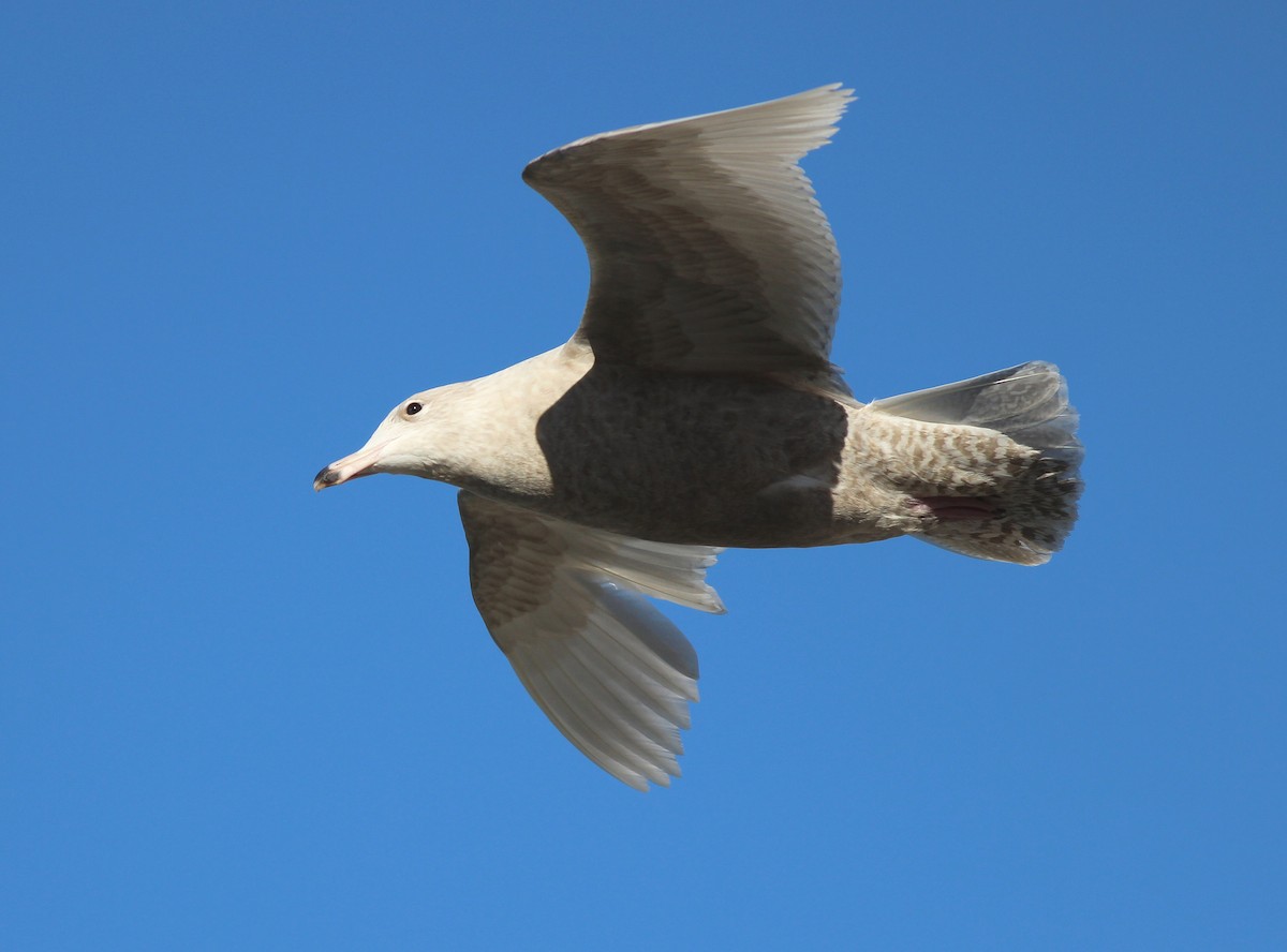 Glaucous Gull - ML308049841