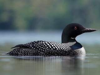 Breeding adult - Common Loon