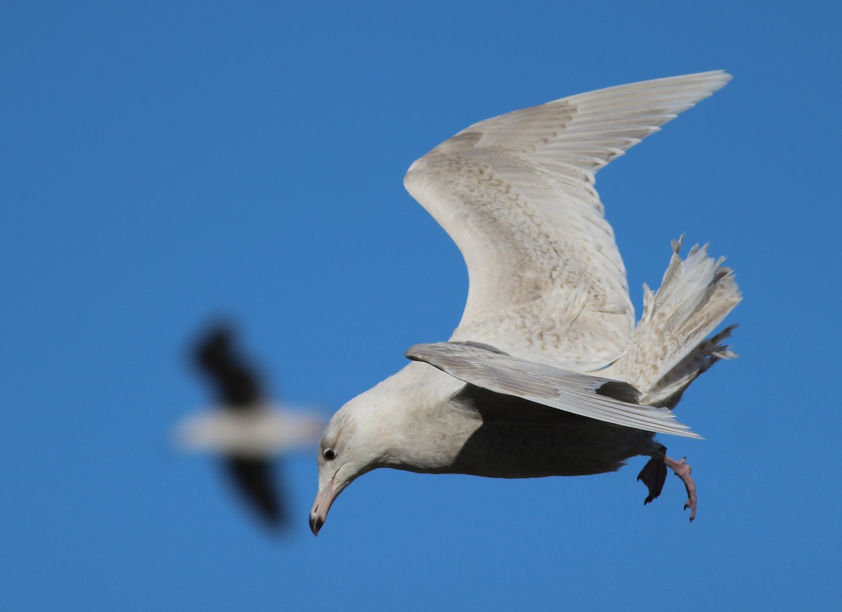 Glaucous Gull - ML308050431