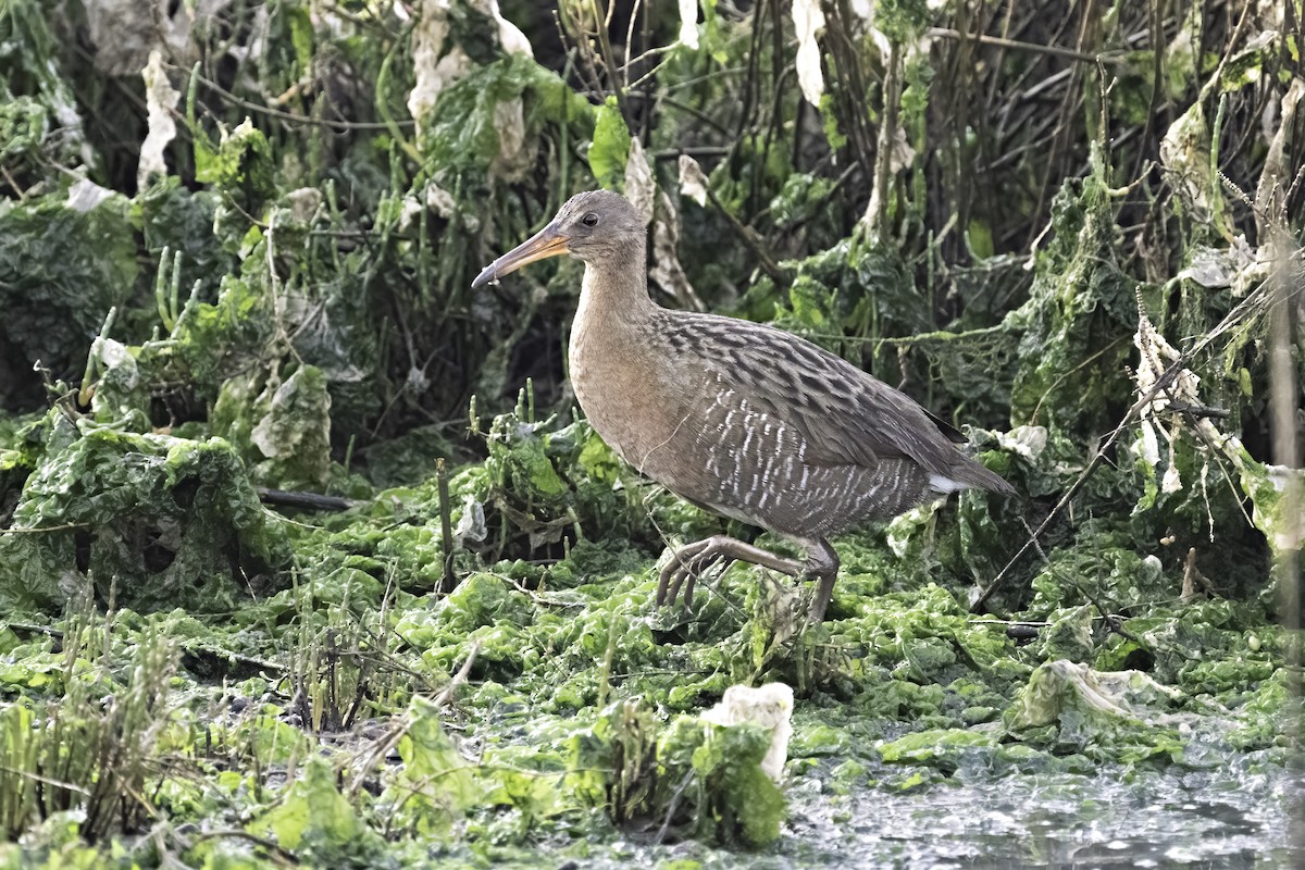 Ridgway's Rail - ML308050891