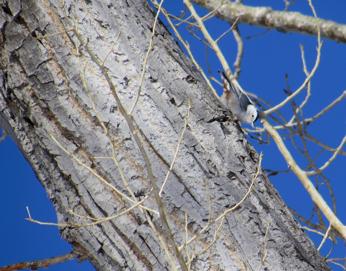 White-breasted Nuthatch - ML308051461