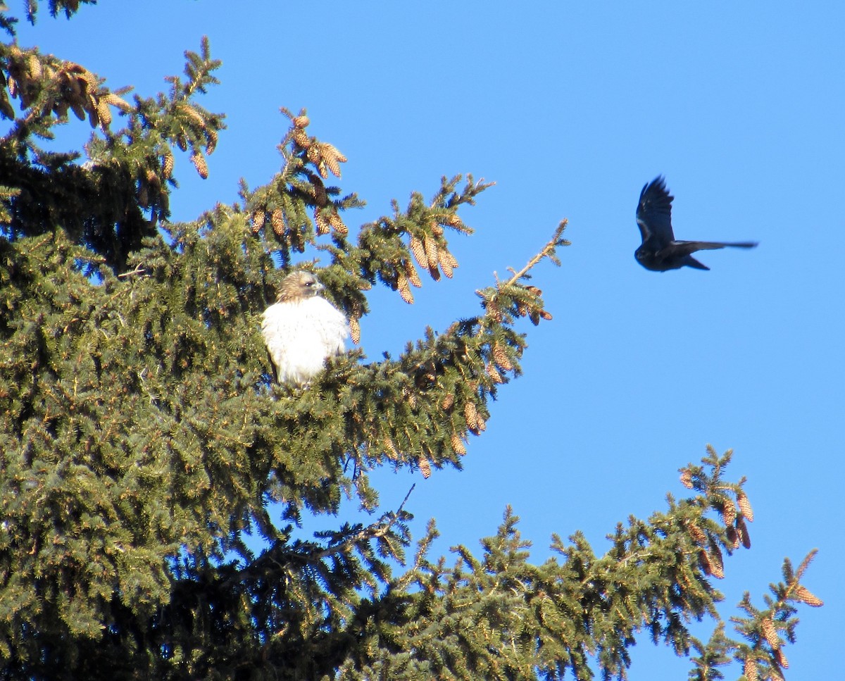 Red-tailed Hawk - ML308051901