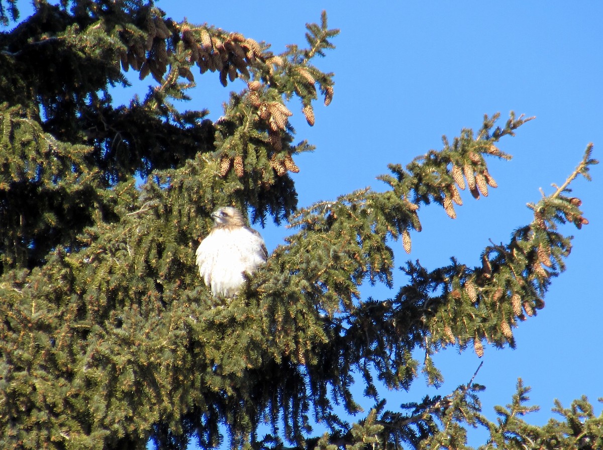 Red-tailed Hawk - ML308052191