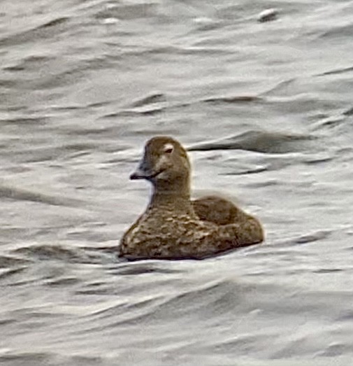 King Eider - ML308053681