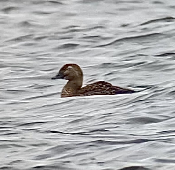 King Eider - ML308053691