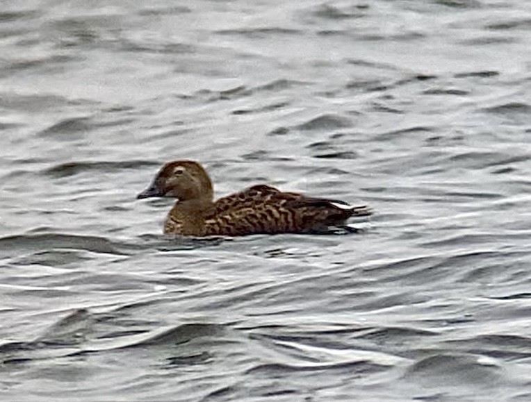 King Eider - ML308053711