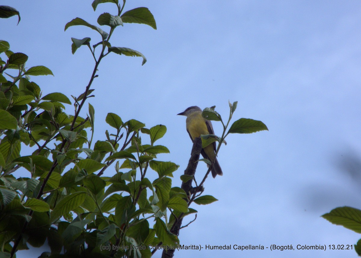 Tropical Kingbird - Maritta (Dodo Colombia)