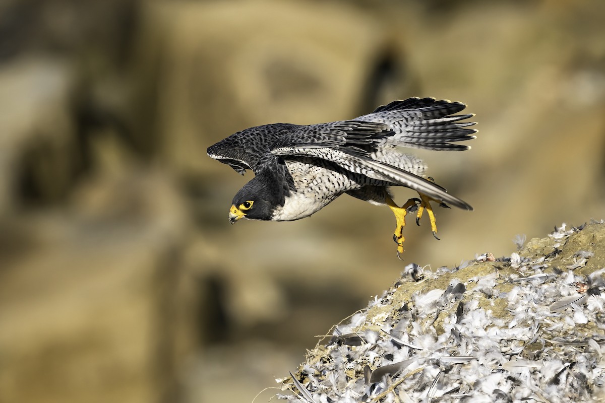 Peregrine Falcon - ML308054141
